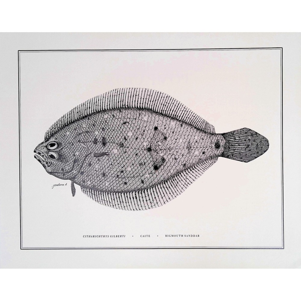1985 Bigmouth Sanddab Fish Art Print J Orellana Vintage Book Plate 11x14